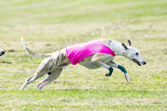 prelims Fch-Vet Arrow Wilson-7617