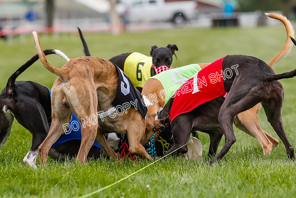 WRA, Prg 2, Race 7, Stormy Maybe Sandy Press Cassie-8832