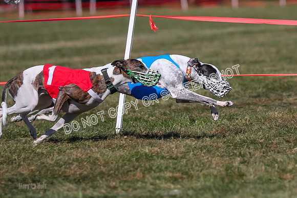 Prg 4, Race 2, Clyps Carney Dazzle-2520
