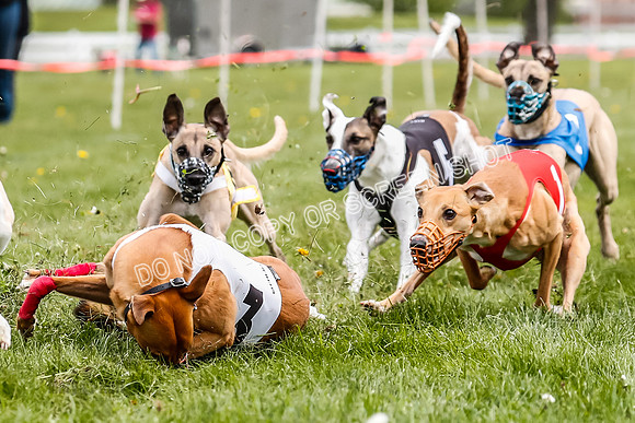 WRA, Prg 2, Race 12, Bookie Joplin Rogue Chase Jigsaw Rum-9071