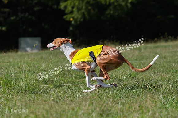 Prelim, Unknown Dogs-7702