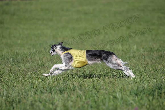 1 Prelims Fch 1 Kelso Wiings Foxy-5584