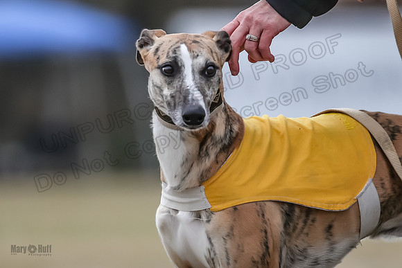 Finals Open 1 Steel Maverick Eggsy-3823
