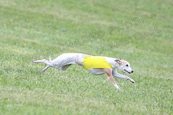 Prelim Open B4, Marlee Wrath Sonic-8495