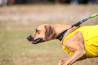 Rhodesian Ridgeback