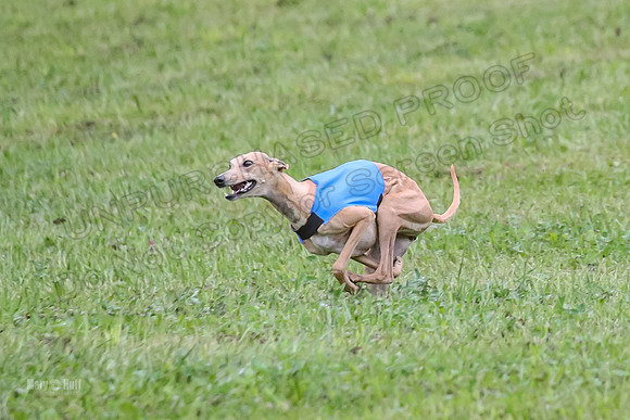 Prelim Open B5, Wiley Pippi Indy-8512