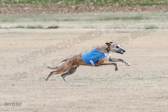 1Prelim Open 2 Shine Maverick Steel-2985