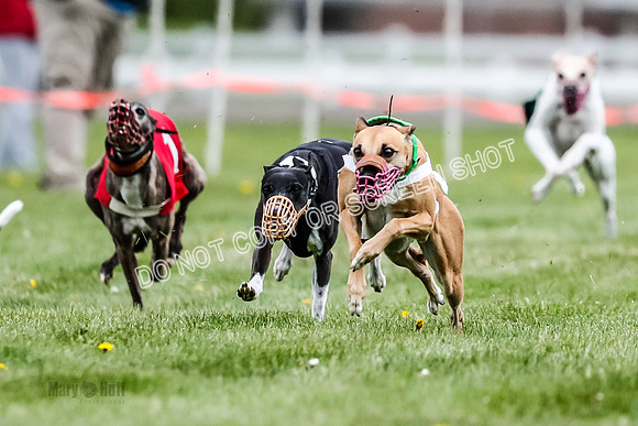 WRA, Prg 1, Race 8, Terra Flora Smudge Seeker Maybe Java-8366