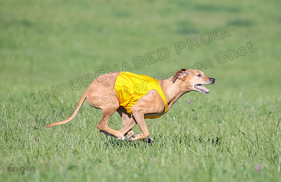 1 Prelims Vet 2 Xena Libby-5329