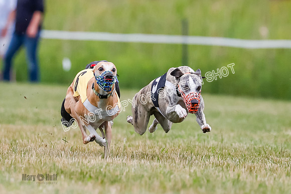 Prg 2, Race 4, Marty, Bogie, Denim, Meatloaf, Blaze, Raz-0992