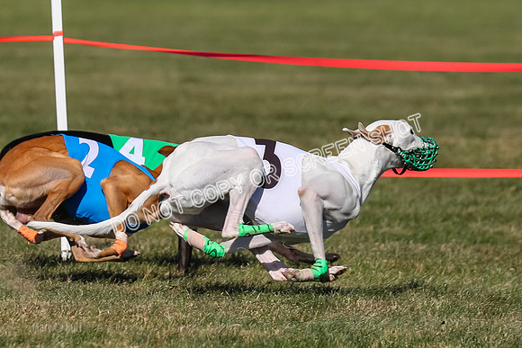 Prg 4, Race 13, oats Bookie Reas Rizzo-2784