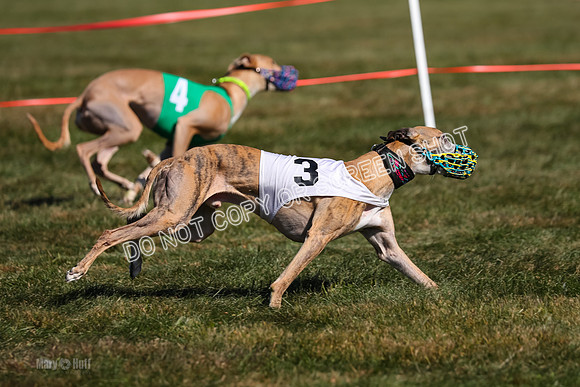 Prg 3, Race 11, Jamie Thunder Dusty Rarity-2241