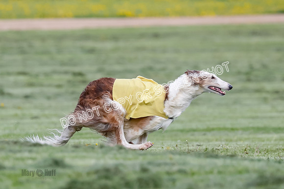 Prelim, Open, Rainbow Vera-8441