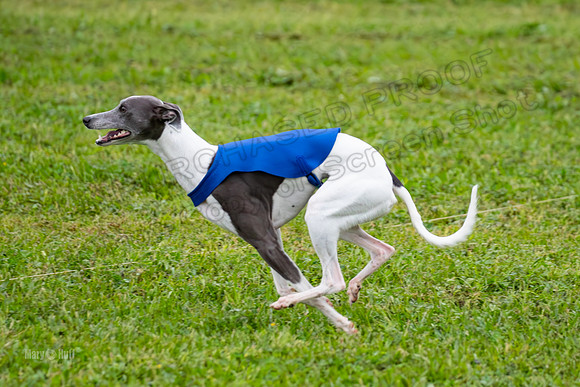 Prelims Open A2, Poppy Mateo Misty-3225