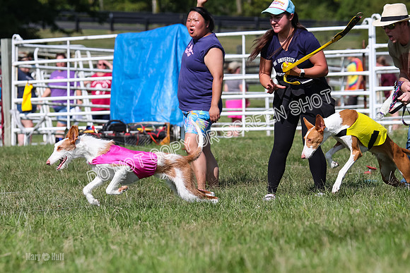 Prelim, Unknown Dogs-7680