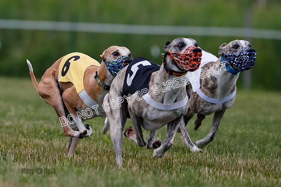 Prg 2, Race 4, Marty, Bogie, Denim, Meatloaf, Blaze, Raz-1004