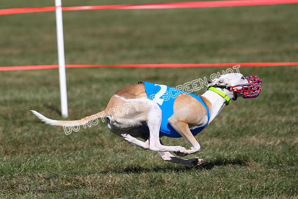 Prg 4, Race 3, Fortuna Rosie Mika Warrior-2552