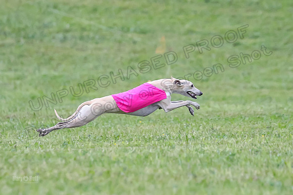 Prelim Open B3, Tusi Dany Tails-8466