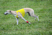 Prelim Veteran 1, Akela Ricky Bobby Blue-6309
