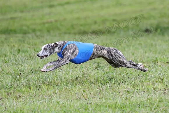 Prelim Open F2, Trippit Sid Fva-9263