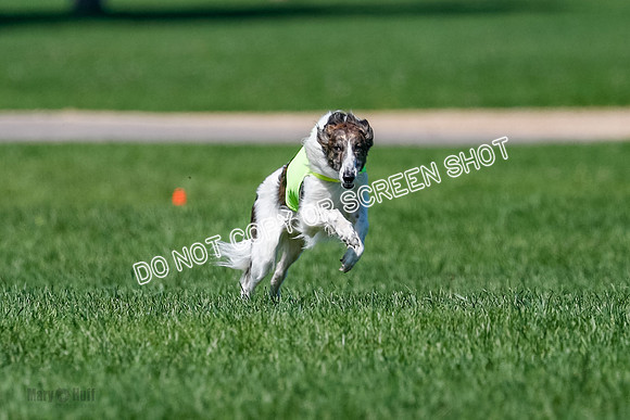 Silken Windhound Finals, Finnegan-3965