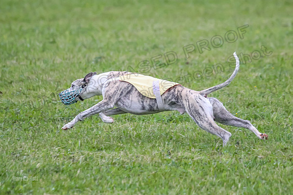 Prelim Open B2, Easy Cardi Minerva-8418