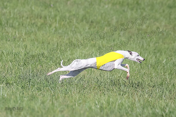 1 Prelims Fch B2 Cooper Prim Treble-9748