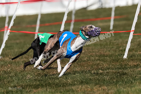 Prg 3, Race 10, Blitz Moonstruck Fortuna Tipa-2182
