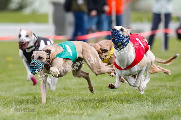 WRA, Prg 1, Race 14, Chase Buttercup Joplin Cinder Navi-8518