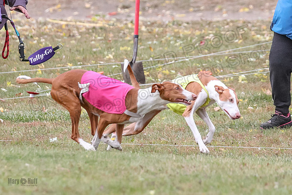 1 Prelims Vet 1 Dawn Thea-5891