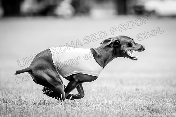 Prelims Willow-1104