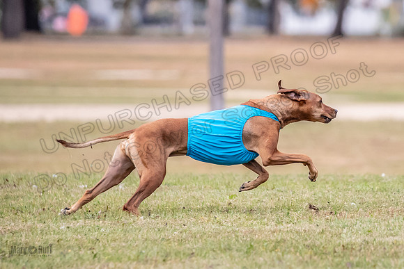 Finals Fch 1 Islay Opal Dakota-2403