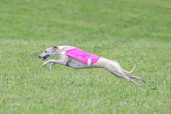 Prelim Open B3, Tusi Dany Tails-8449