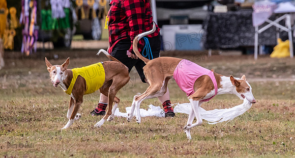 Finals Vet Izzy Thea-3346