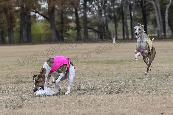 Finals Open 4 Rigel Trixie-4131