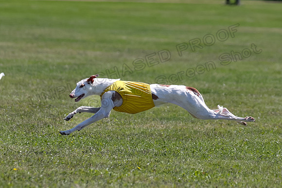 Finals Fch 1 Willow Penny Madyson-8238