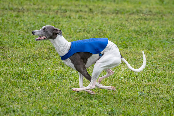 Prelims Open A2, Poppy Mateo Misty-3221
