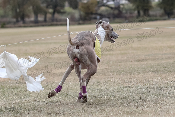 Finals Open 4 Rigel Trixie-4145