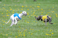 Finals Whippet Open-4662