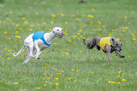Finals Whippet Open-4662