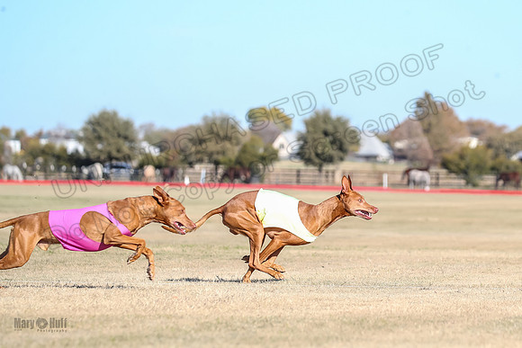 1Prelims Vet 1 Caper Copper-0952