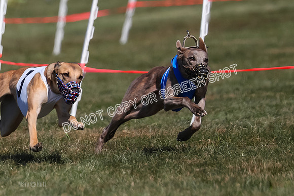 Prg 3, Race 8, Barley Grit Piranha Toodles-2121