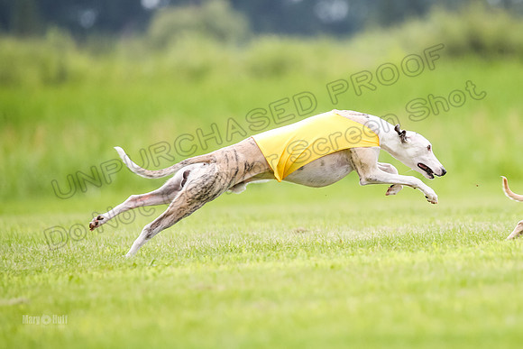 Finals Fch-Vet 2, Wilson Buttercup-1747