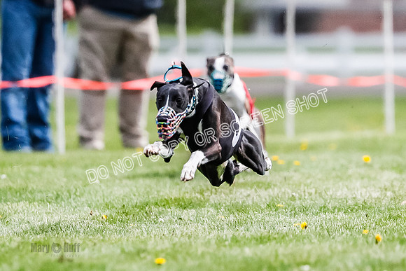 WRA, Prg 1, Race 7, Clyps Fenrir Hornet Stormy Tahoe Barley-8356