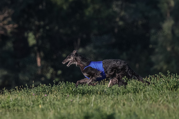1 Prelims Vet 1 Yaro Chase Zip-3099