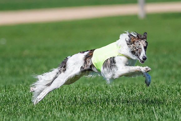 Silken Windhound Finals, Finnegan-3976