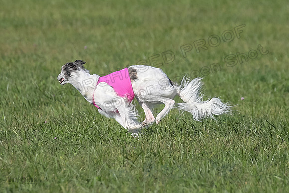 1 Prelims Fch 1 Kelso Wiings Foxy-5592