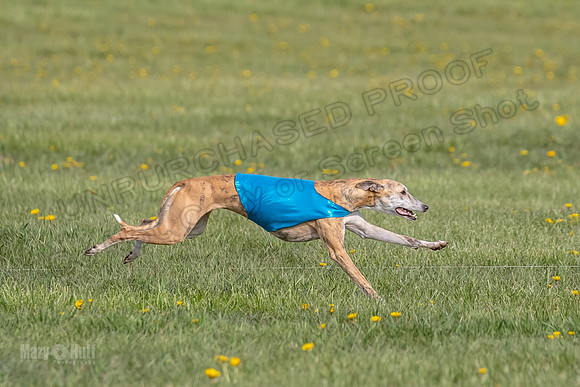 1Prelims Open E2 Lyra Fennec Mocha-0781