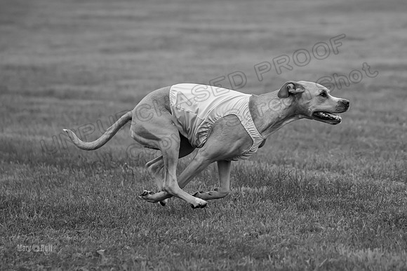 Prelims Zara-0831-2