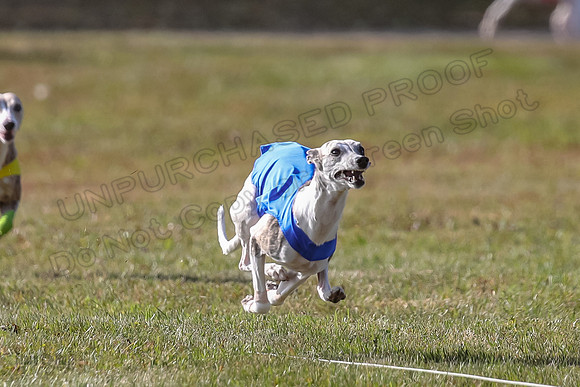 Finals Open 2 Fennec Keegan AnnieOakley-3880